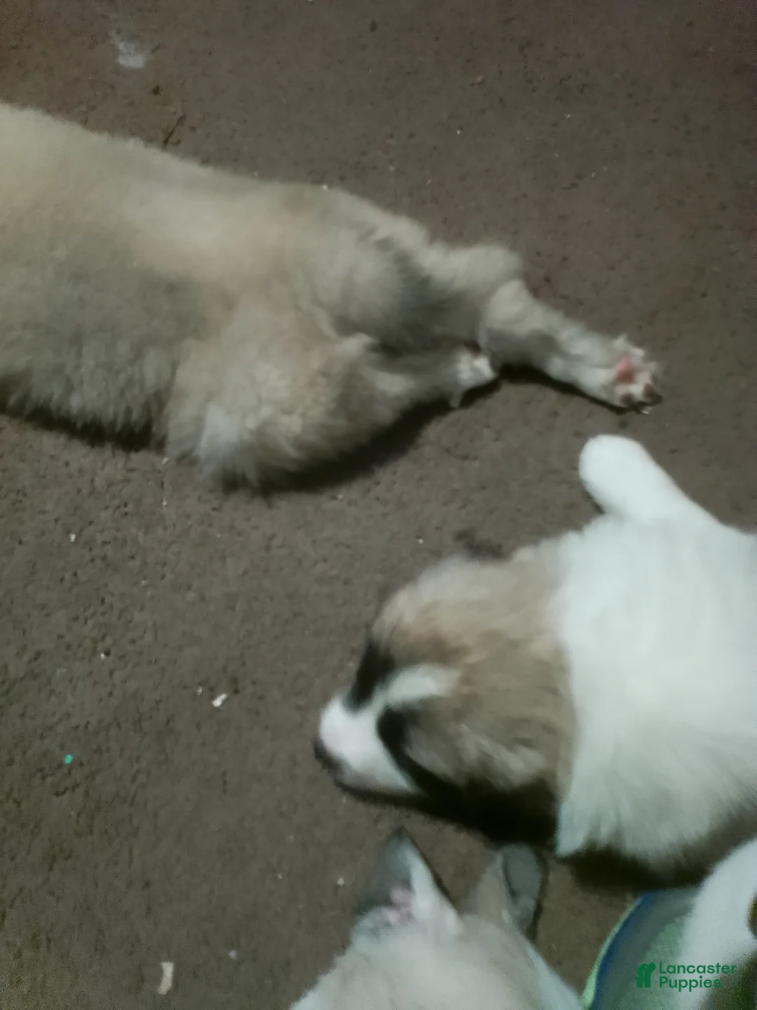 Mixed Breed dogs for sale: BABY JOJO  - Ad 26