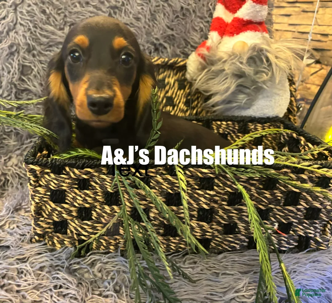 Miniature Dachshund dogs for sale: Miniature Dachshund Puppy 1 - Ad 1