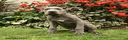 Cane Corso dogs for sale: Leo  - Ad 5