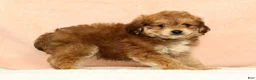 Mini Aussiedoodle dogs for sale: Moe - Ad 7