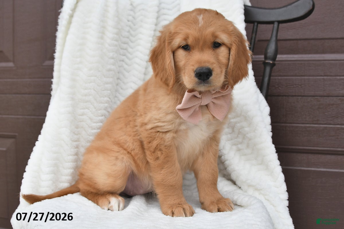 Golden Retriever dogs Cuddles - Ad 2