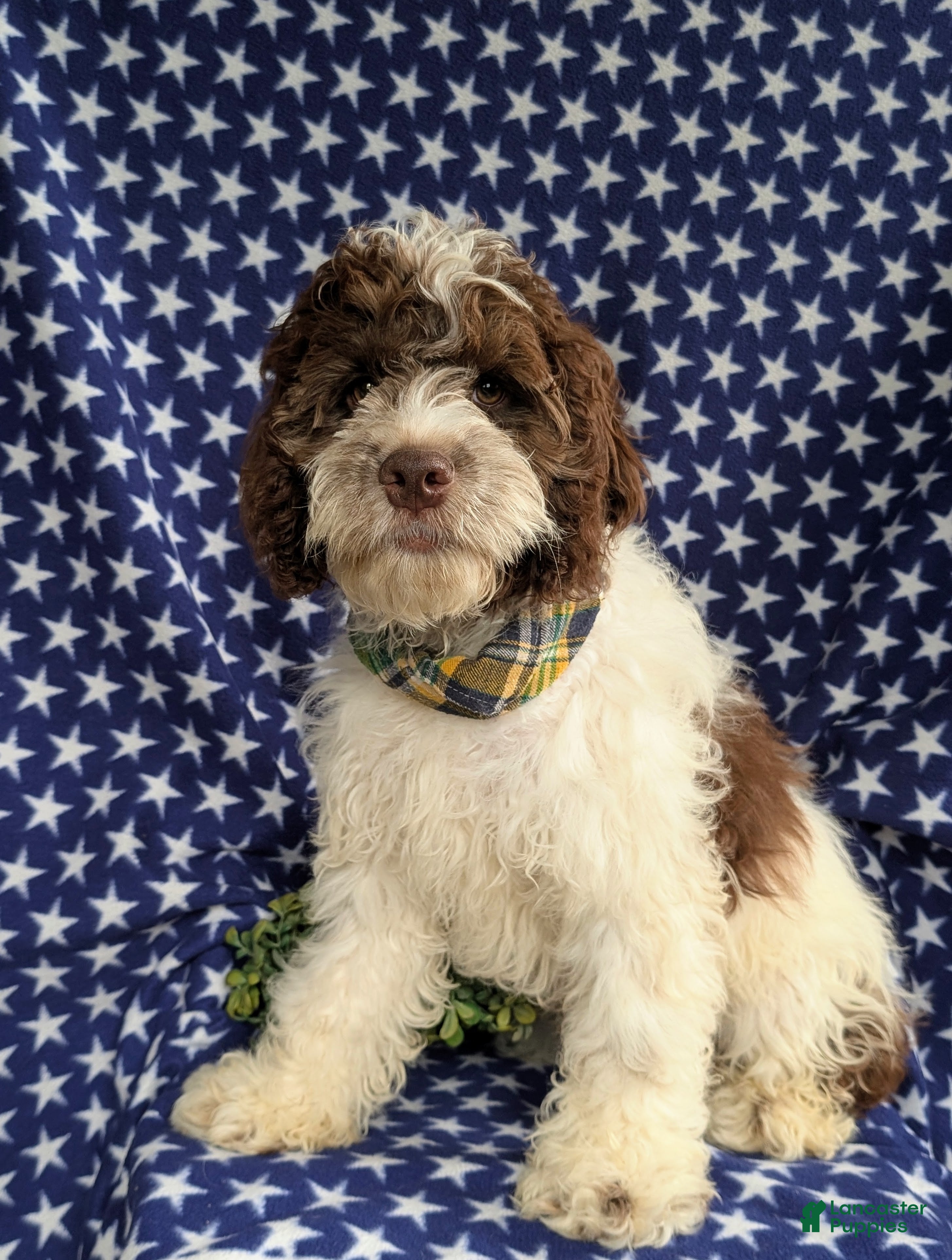 Cockapoo dogs Rover - Ad 2