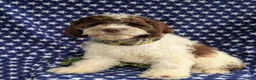 Cockapoo dogs for sale: Rover - Ad 2