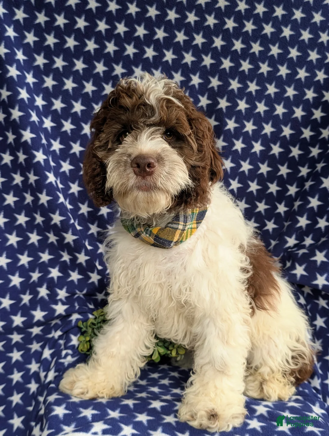 Cockapoo dogs for sale: Rover - Ad 2