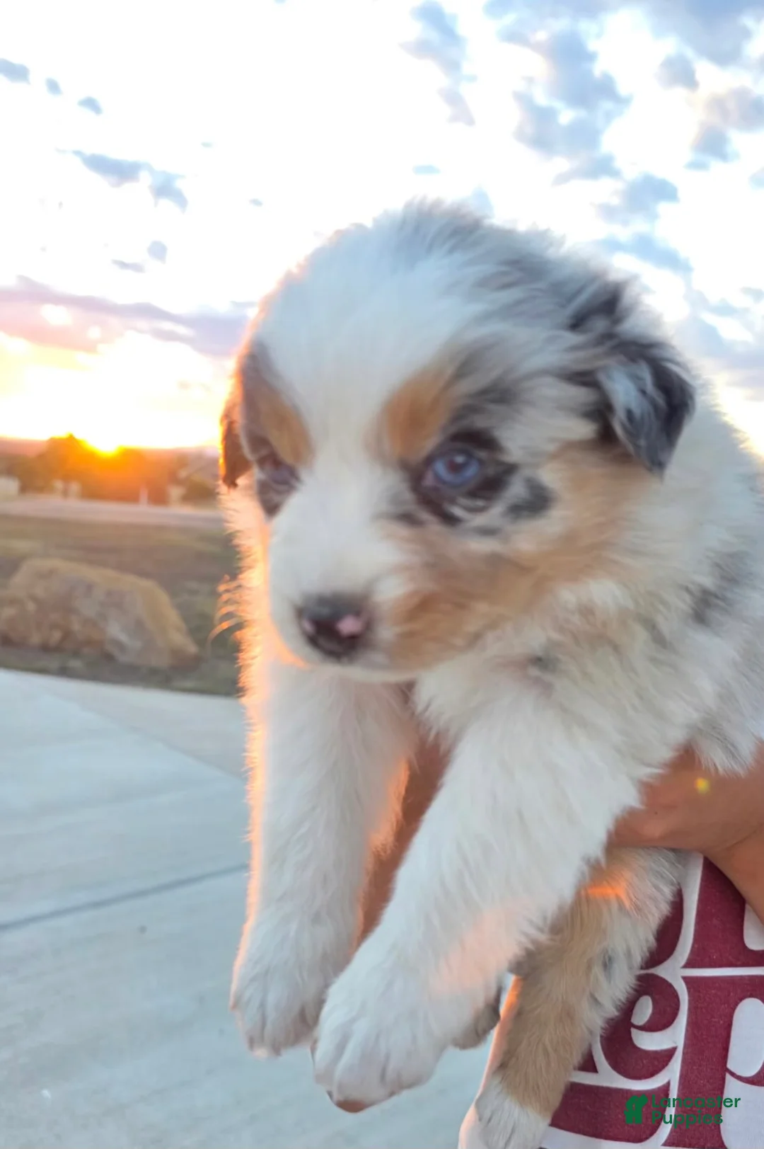 Australian Shepherd dogs for sale: Willow Blue Merle - Ad 2