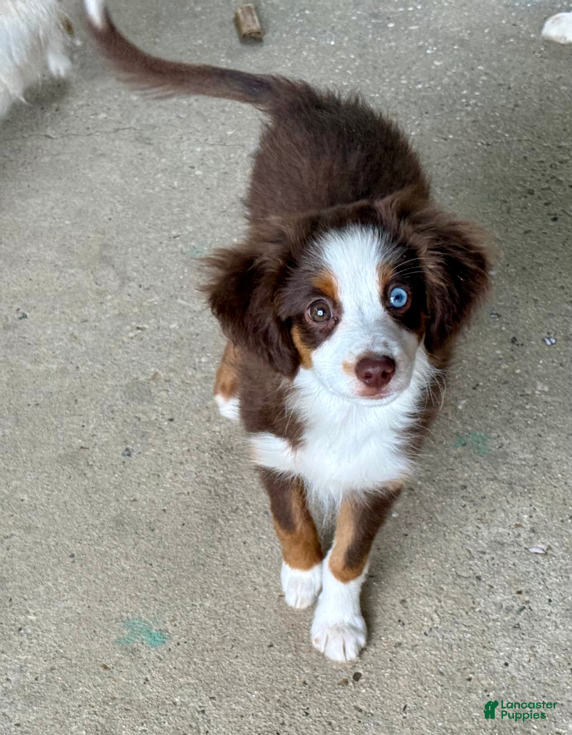 Toy Australian Shepherd dogs for sale: Texas - Ad 2