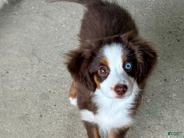 Toy Australian Shepherd dogs for sale: Texas - Ad 2