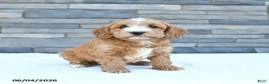 Milo