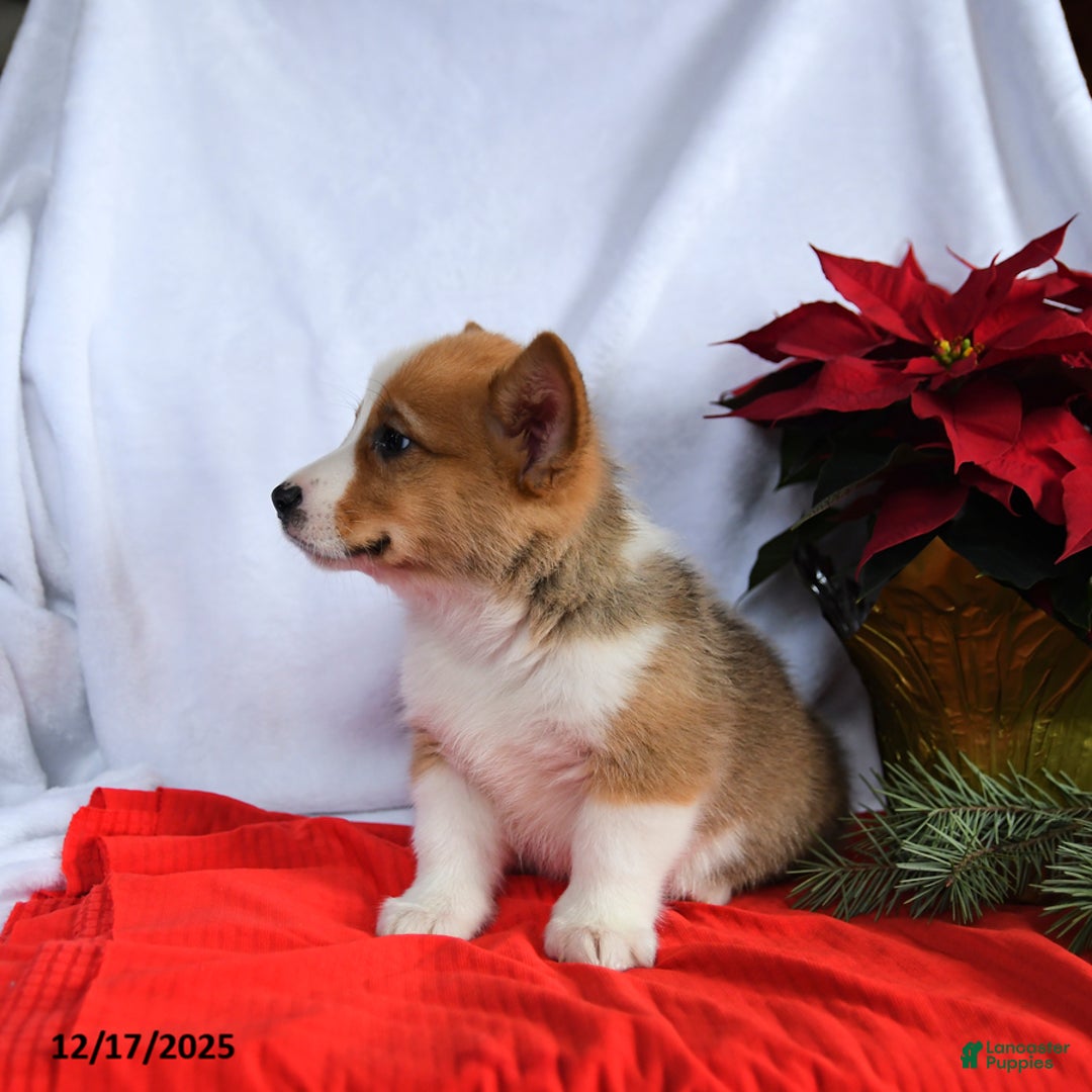 Welsh Corgi Pembroke dogs for sale: Rex - Ad 3