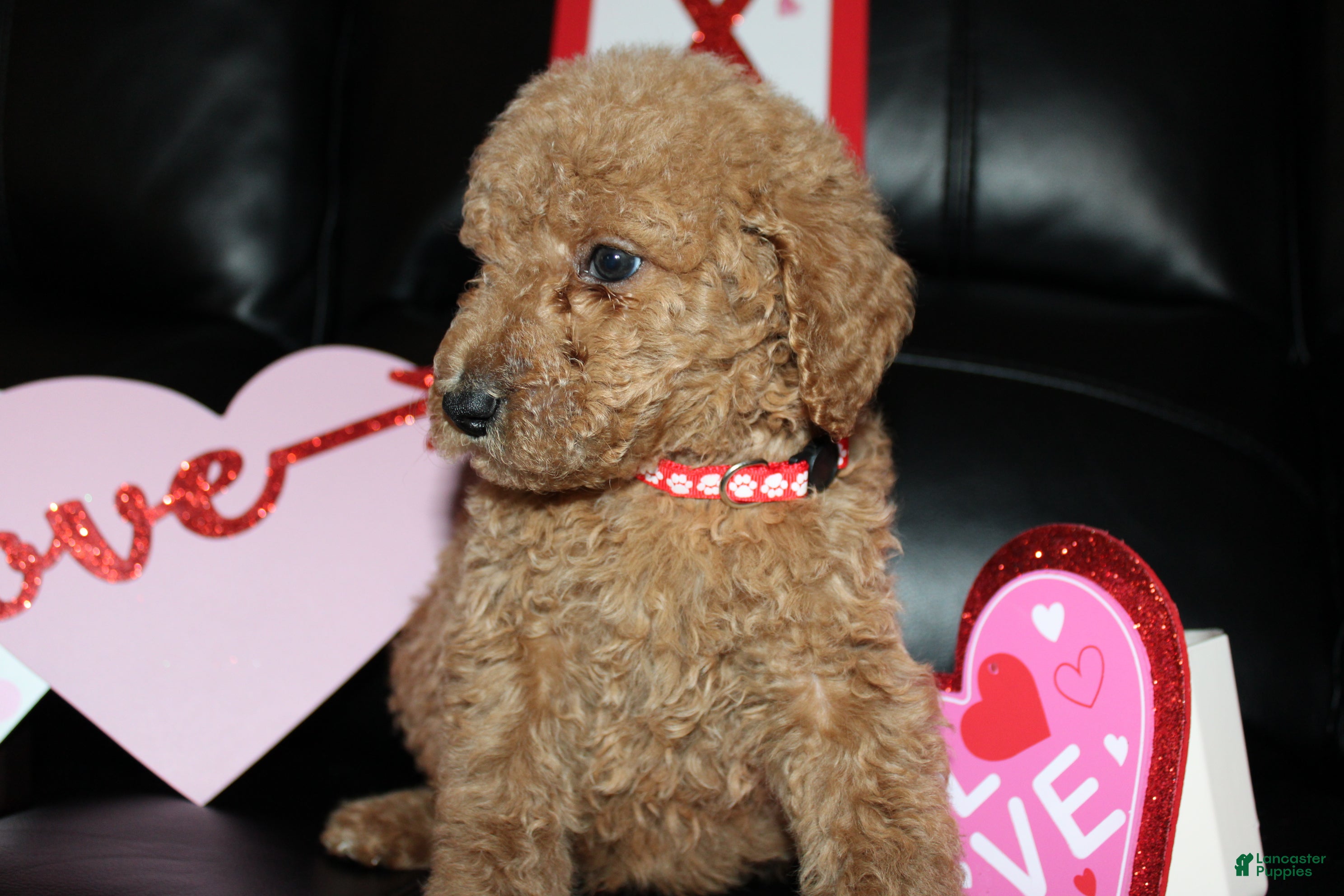 Standard Poodle dogs Dash - Ad 9