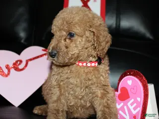 Standard Poodle dogs Dash - Ad 9