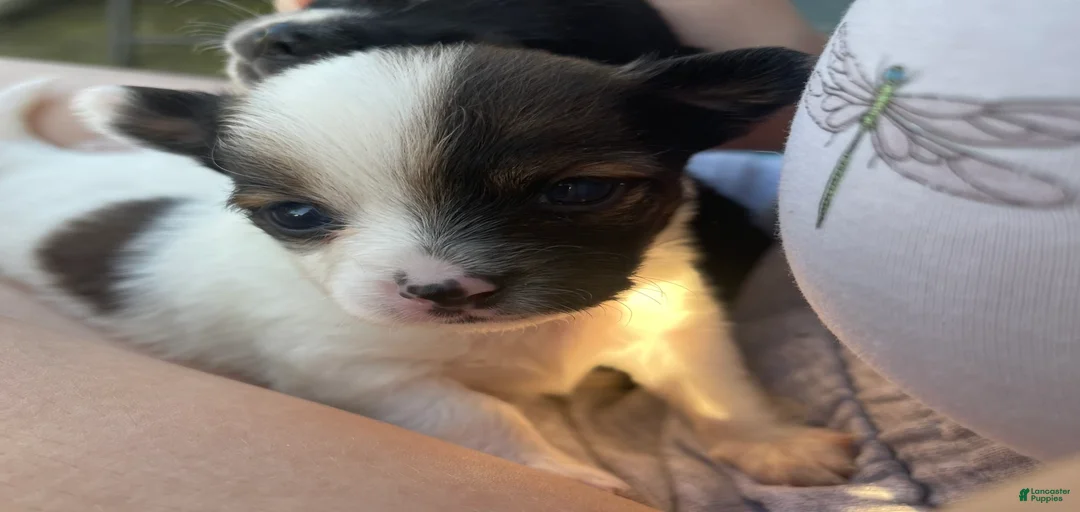 Gallery Image {{count}}