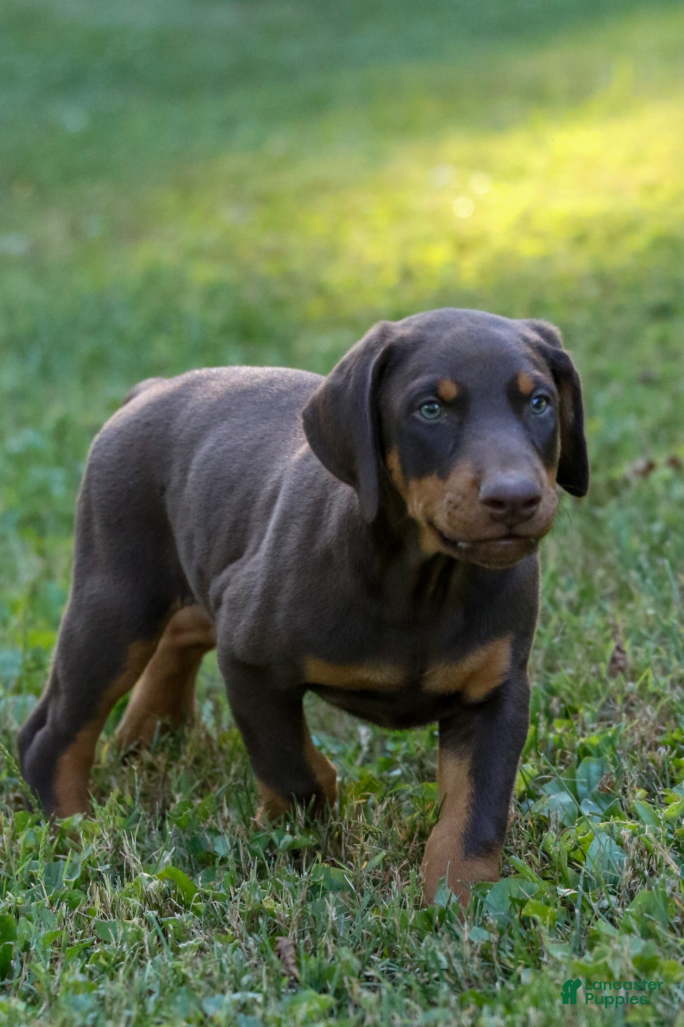 Doberman Pinscher dogs ODIN - Ad 2