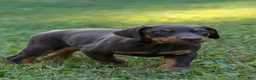 Doberman Pinscher dogs for sale: ODIN - Ad 2
