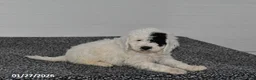 Mini Sheepadoodle dogs for sale: Elsa - Ad 3
