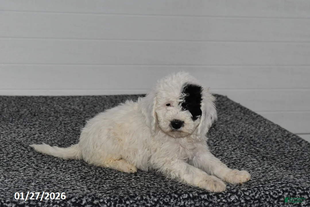Mini Sheepadoodle dogs for sale: Elsa - Ad 3