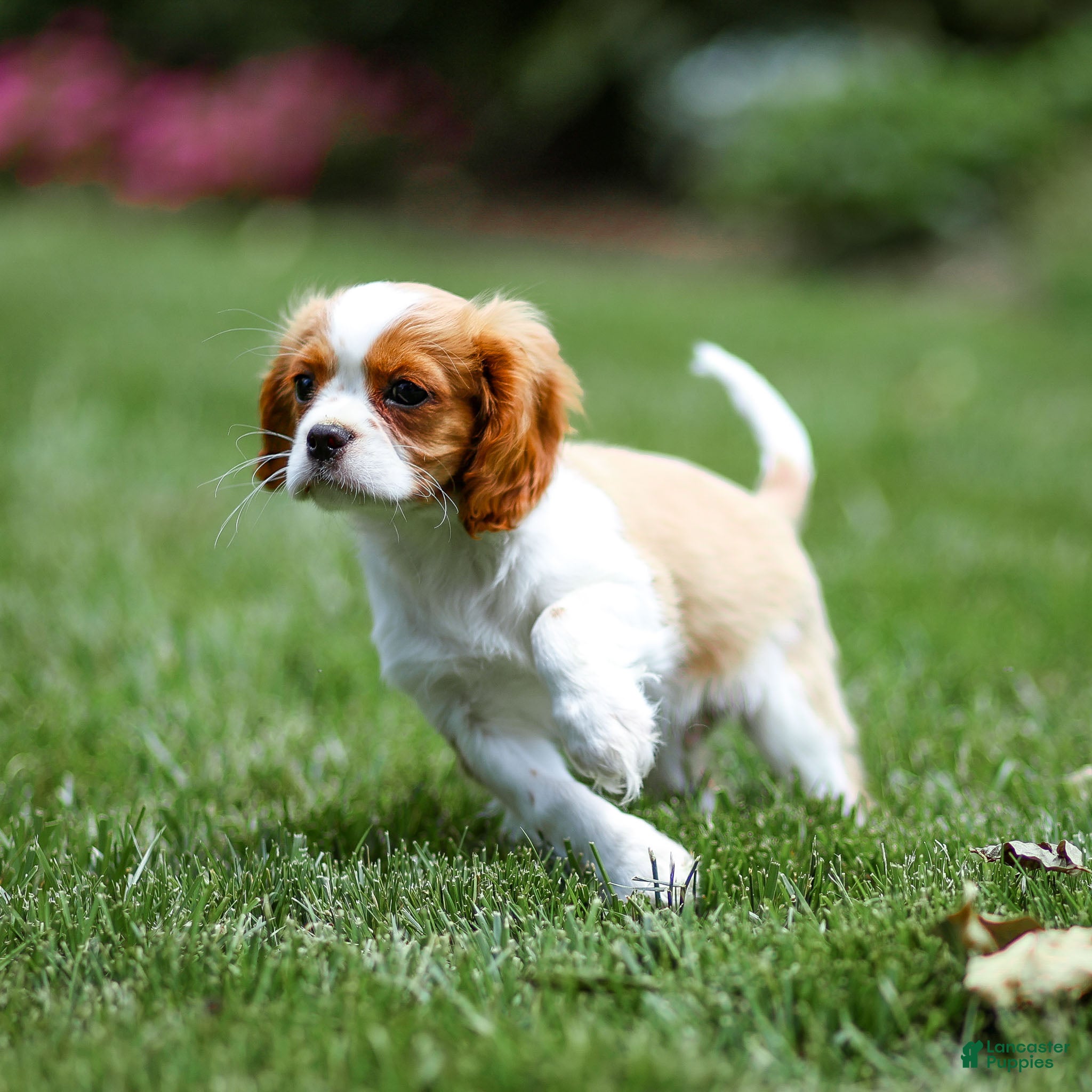 Cavalier King Charles Spaniel dogs Arlan Cavalier King Charles Spaniel Puppy  - Ad 2