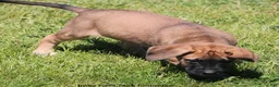 Mixed Breed dogs for sale: Bonnie - Ad 10