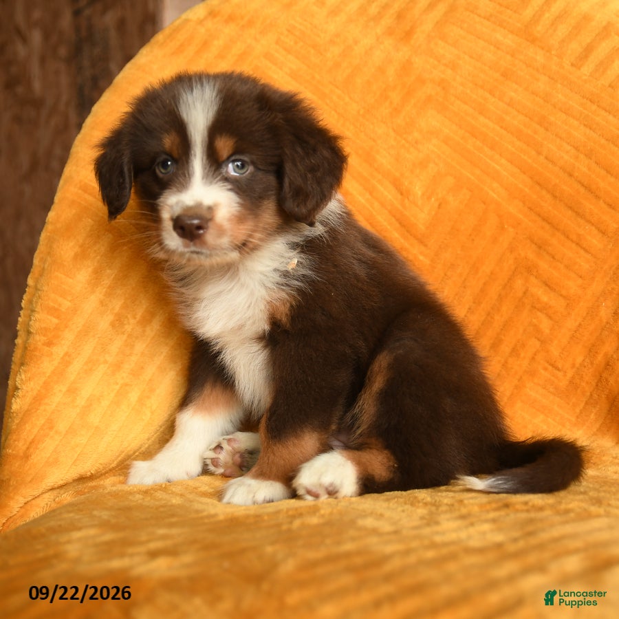 Mixed Breed dogs Lou - Ad 2