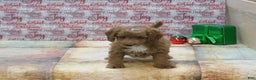 Goldendoodle dogs for sale: Mini Riley - Ad 2