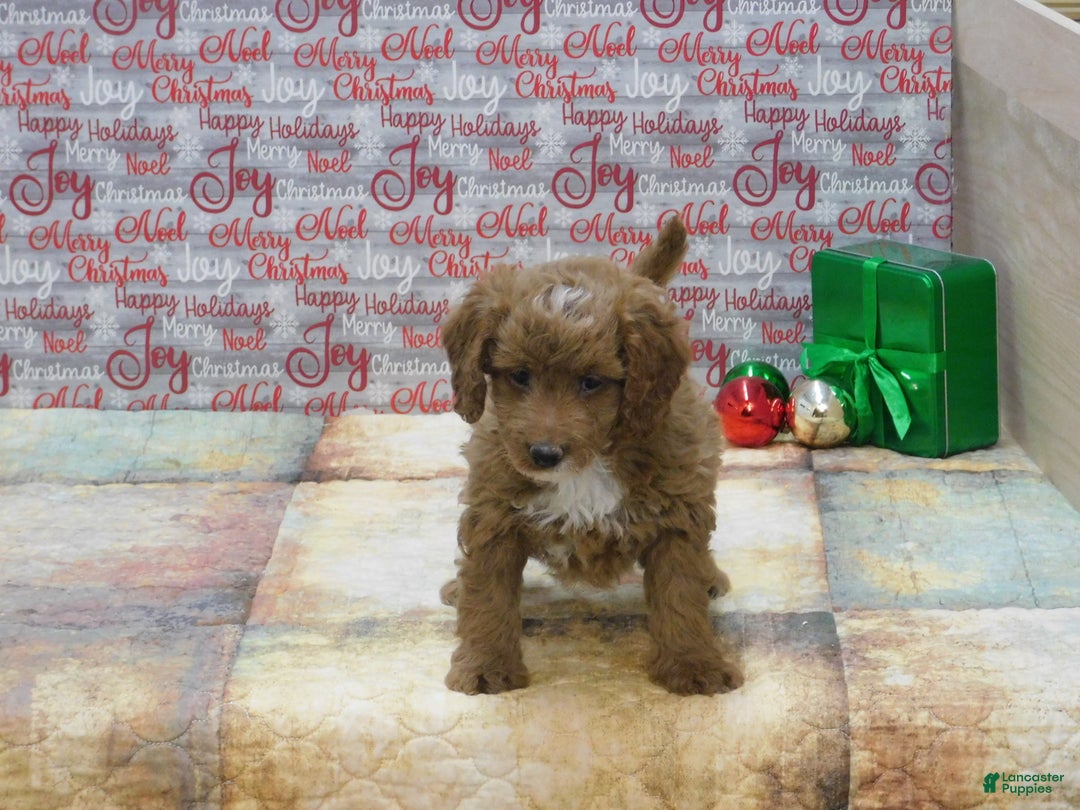 Goldendoodle dogs for sale: Mini Riley - Ad 2