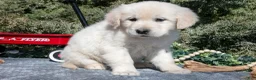 Golden Retriever dogs for sale: Maya - Ad 3