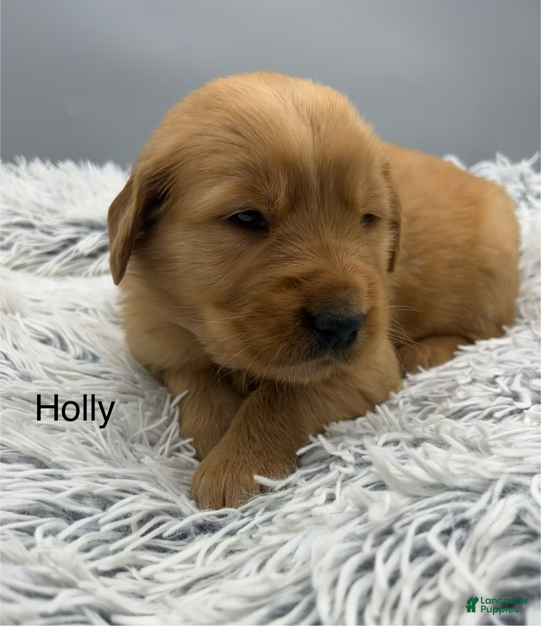 Golden Retriever dogs for sale: Golden Retriever Puppy -Holly - Ad 4
