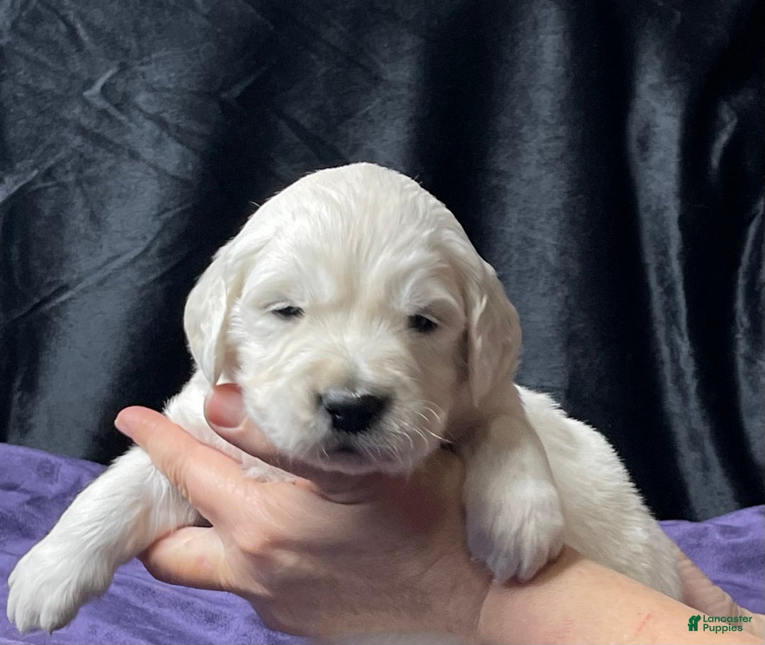 Golden Retriever dogs for sale: Clemson - Ad 1