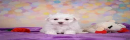 Maltese dogs for sale: Daisey - Ad 8