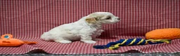 Maltipoo dogs for sale: Diane - Ad 7