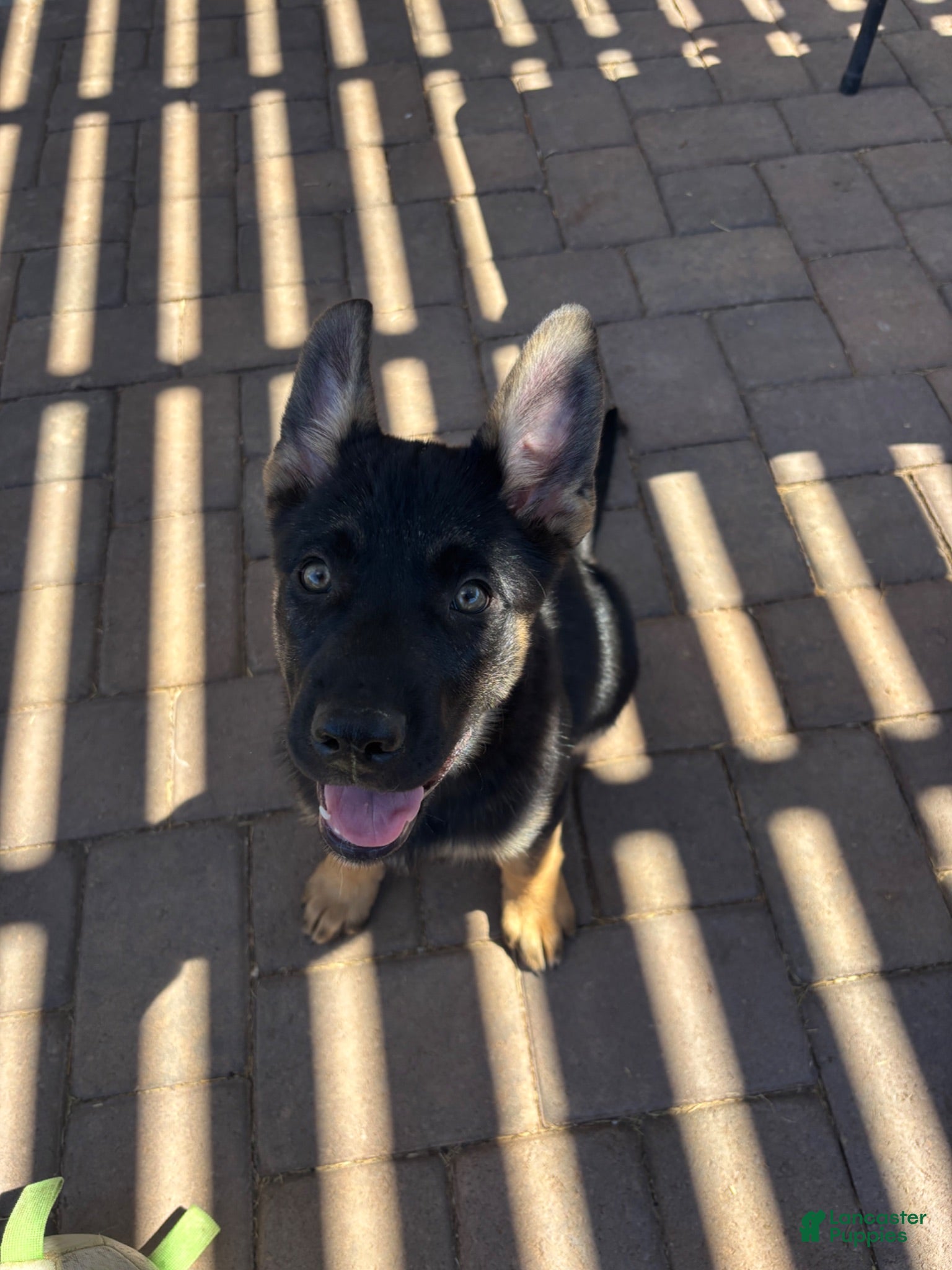 Gerberian Shepsky dogs Shadow - Ad 23
