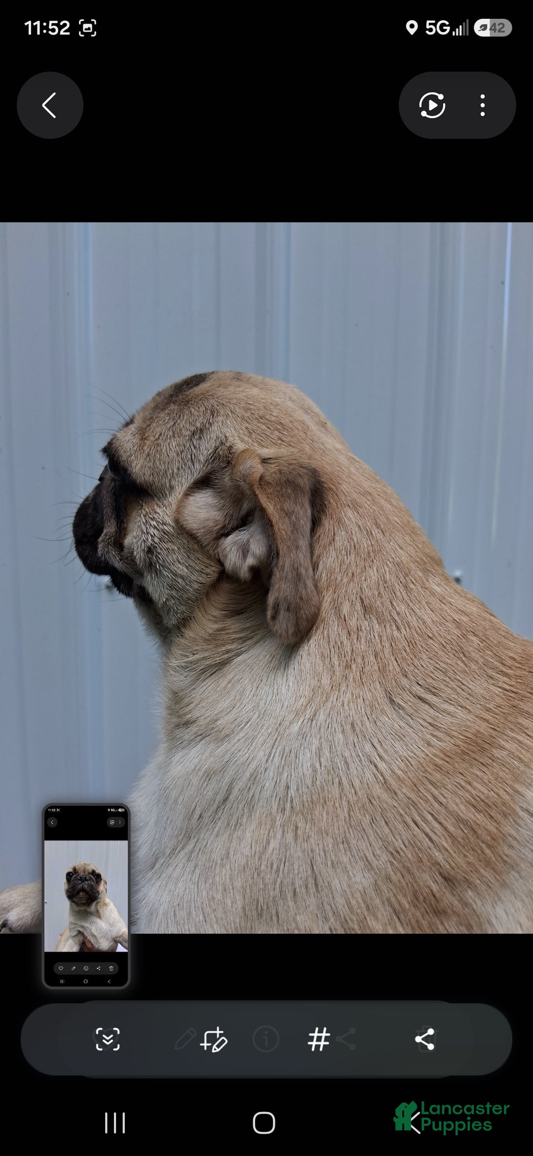 Pug dogs Karl  - Ad 2