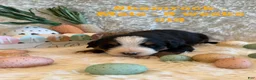 Bernese Mountain Dog dogs for sale: Shamrock - Ad 9