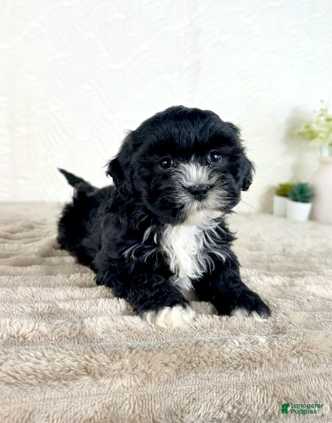 Shihpoo dogs for sale: Spade - Ad 5