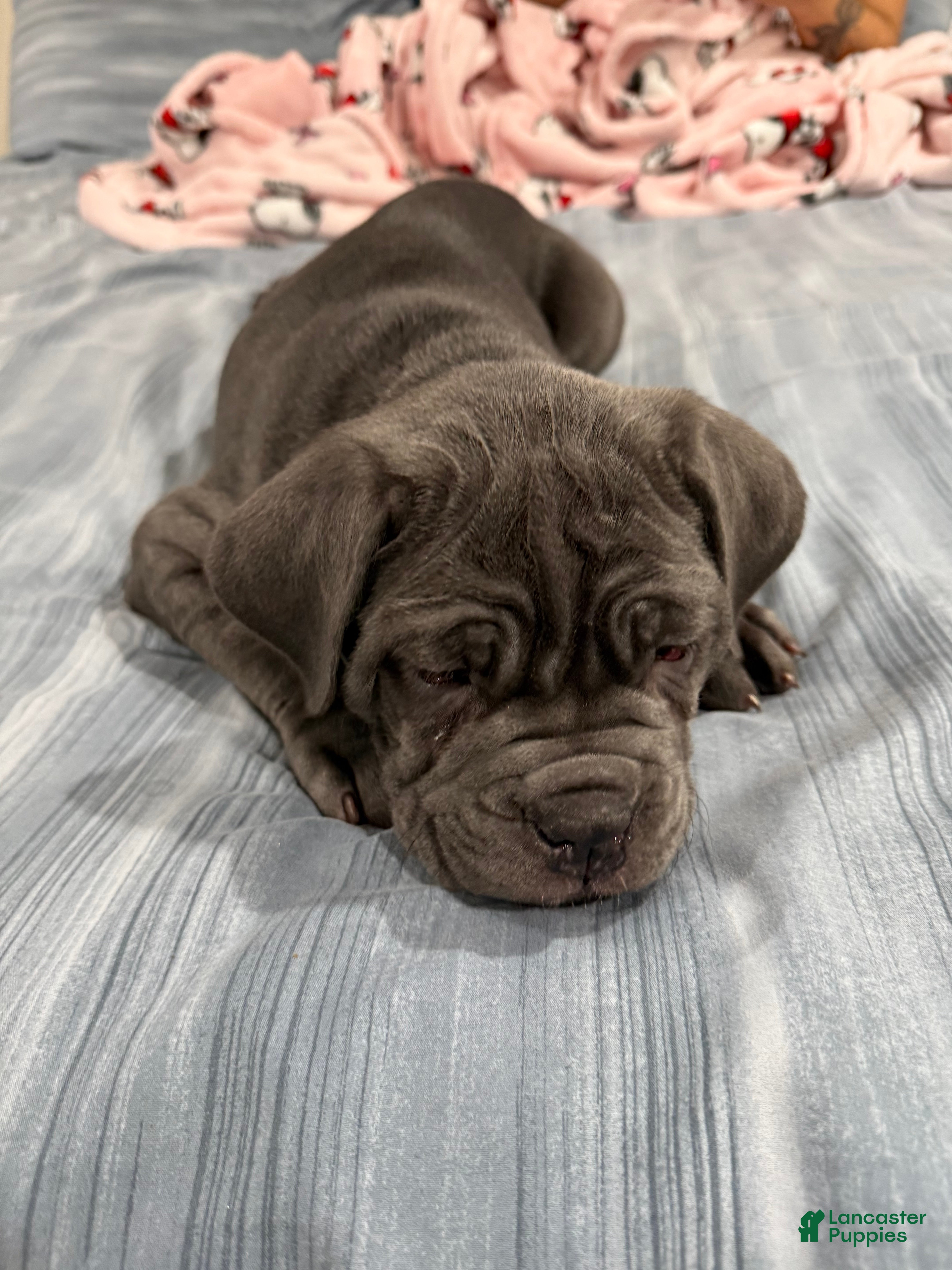 Cane Corso dogs Cane Corso Puppy 1 - Ad 4