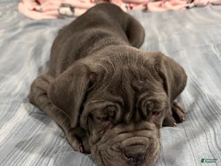 Cane Corso dogs Cane Corso Puppy 1 - Ad 21