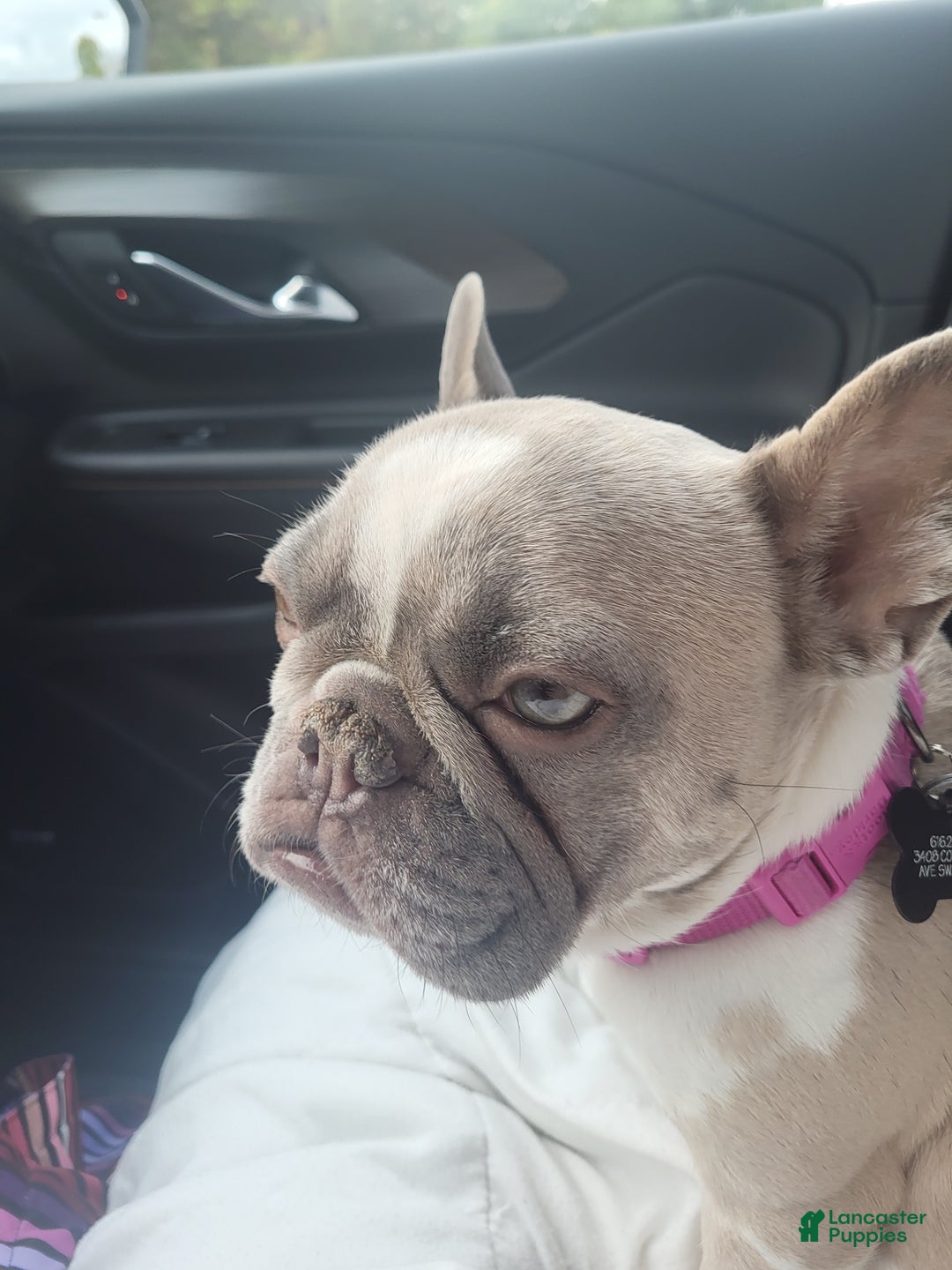 French Bulldog dogs for sale: French Bulldog Puppy 1 - Ad 6