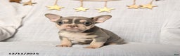 Frenchton dogs for sale: Jingles - Ad 2