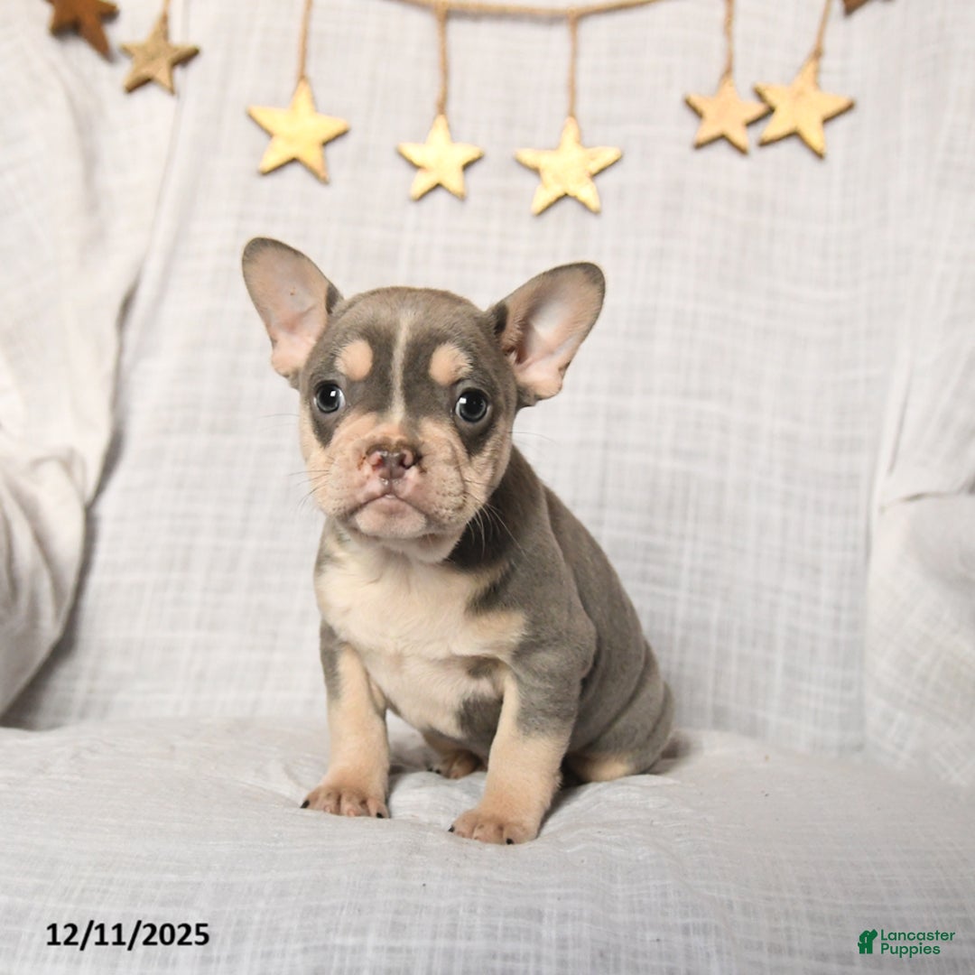 Frenchton dogs for sale: Jingles - Ad 2