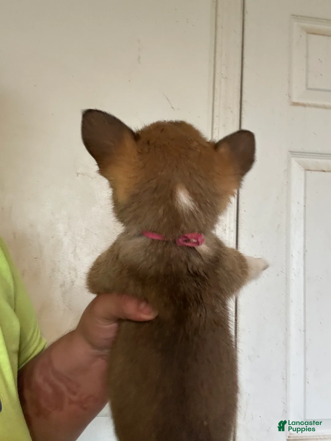 Welsh Corgi Pembroke dogs for sale: Hot pink - Ad 2