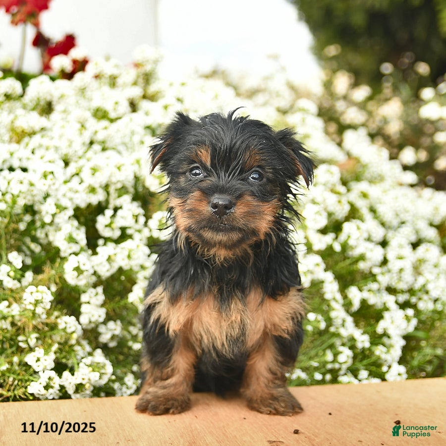 Yorkshire Terrier dogs Lacey  - Ad 34