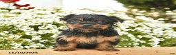 Yorkshire Terrier dogs for sale: Lacey  - Ad 1