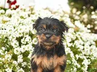 Yorkshire Terrier dogs Lacey - Ad 25