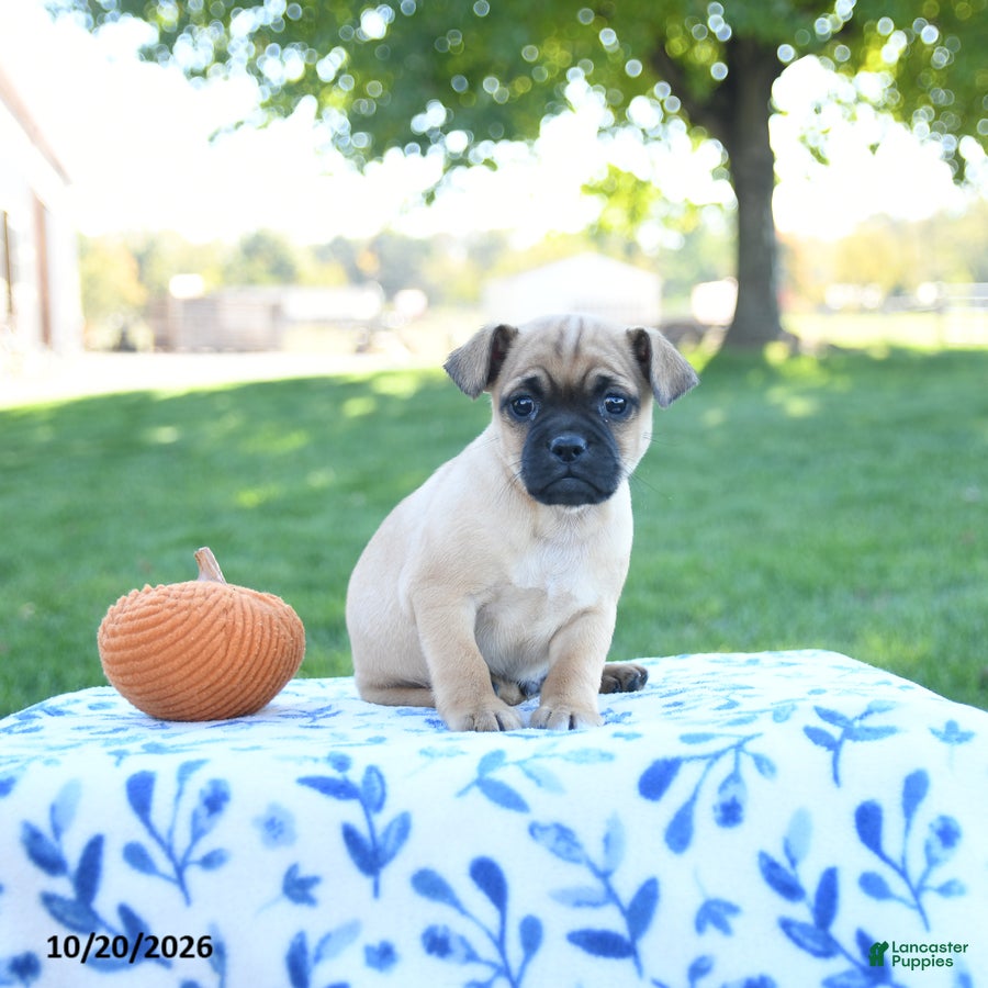 Jug dogs for sale: Tassle - Ad 2