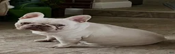 French Bulldog dogs for sale: French Bulldog 3 Rigbee - Ad 6