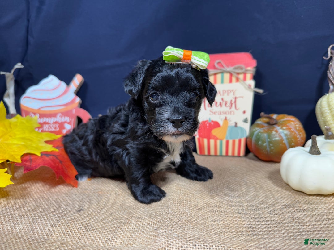 Yorkiepoo dogs for sale: Yorkiepoo Puppy 2 - Ad 1