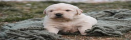 Golden Retriever dogs for sale: Riggs - Ad 9