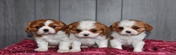 Cavalier King Charles Spaniel dogs for sale: Queen   - Ad 4