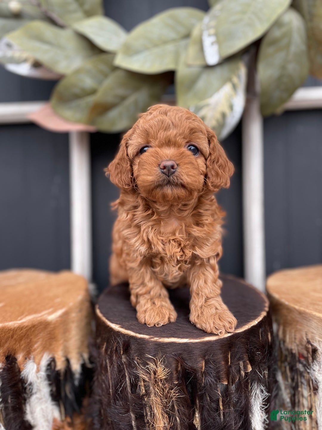 Cavapoo dogs for sale: Ellie - Ad 2
