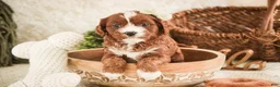Cavapoo dogs for sale: Harmony - Ad 5